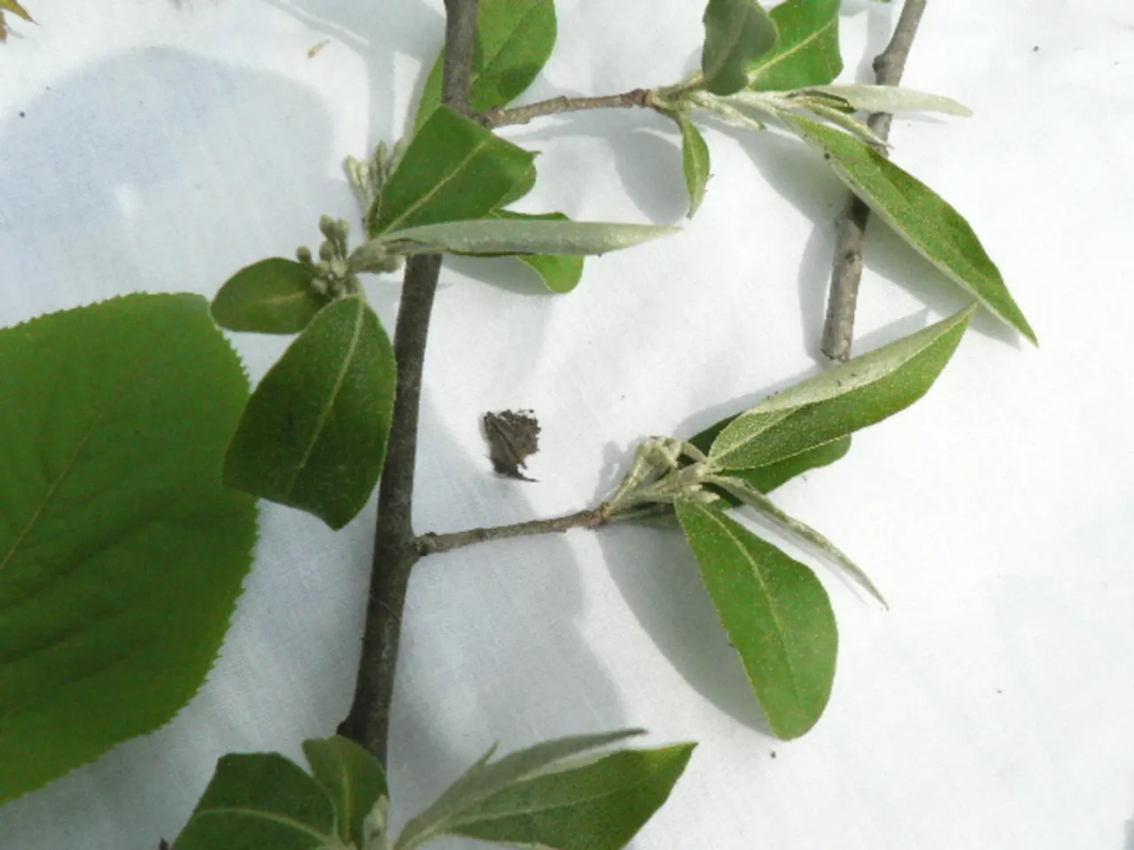 Experiment Using Celery as a Natural Food Dye
