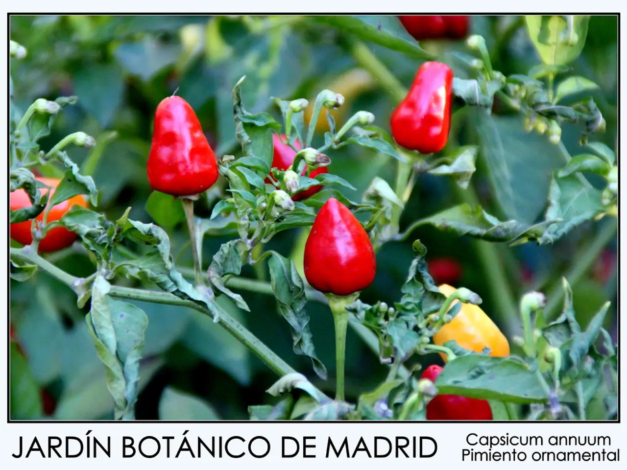 Improving Verbal Agility and Communication: Top Nootropics to Consider