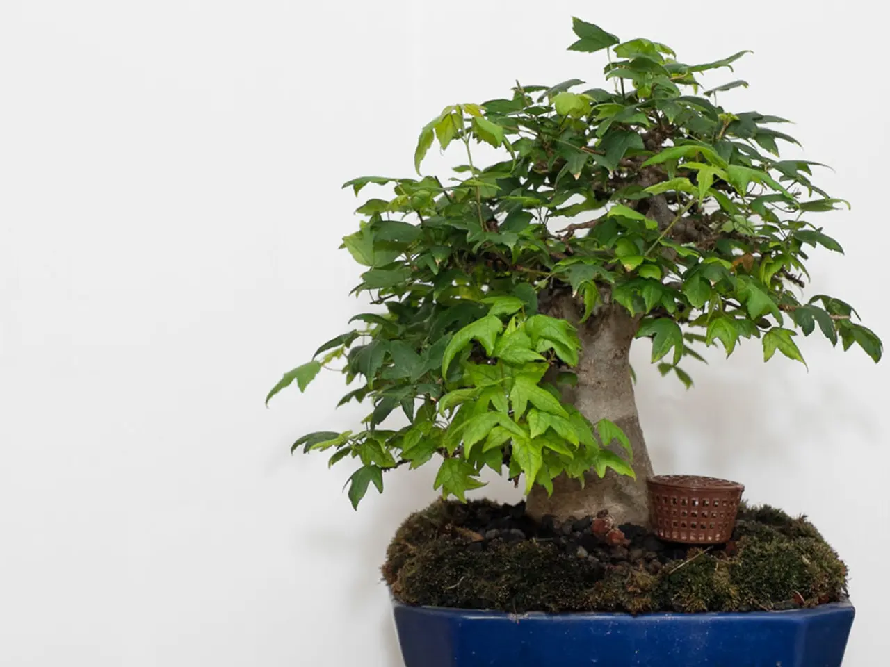 Bonsai and Holistic Well-being: Seminars and Health Advantages Explored