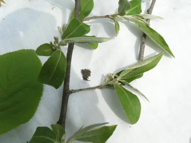 Experiment Using Celery as a Natural Food Dye