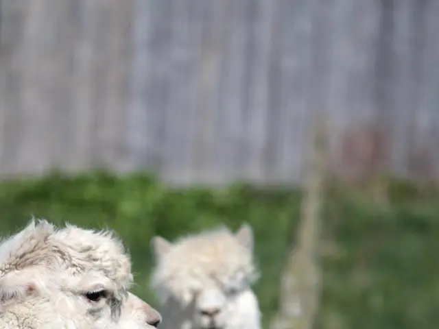Researchers at Kashmir University Successfully Generate India's First Genetically Altered Sheep...