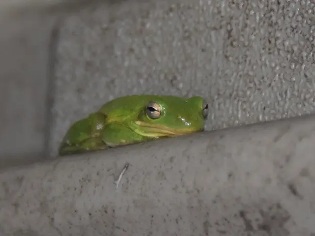 Irrigation Ponds' Frog Choruses Surveyed at Dusk