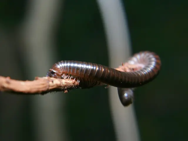 A Fungus Employs Adhesive, Lethal Traps to Capture Nematodes