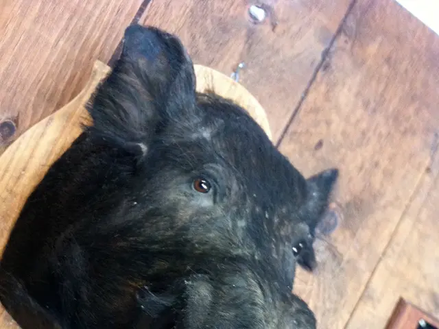 Ten Frightful German Creatures Capable of Inducing Terrifying Dreams