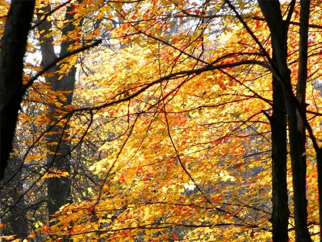 Business Scaling Impact: Examining the Influence, Evaluation, and Categorization of Business Growth