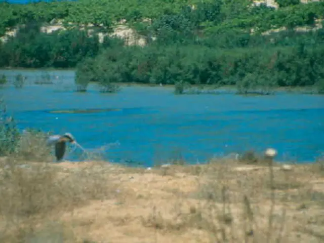 Earth's Energies: Soil and Vegetation's Impact on Our Health and Prosperity