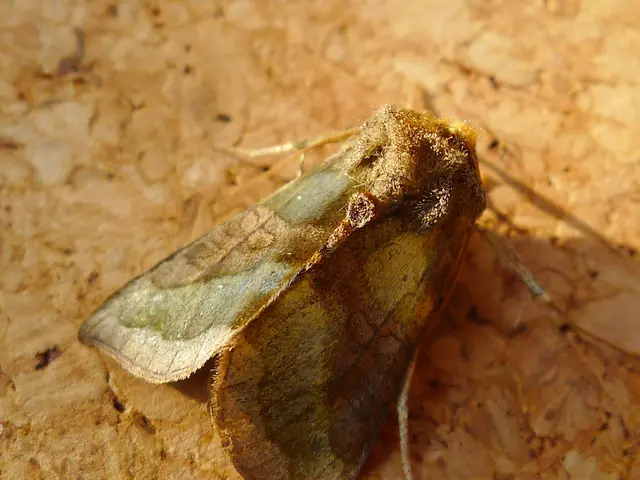 MothNet, a New Extensive Network Unveiled by Ahi Pepe