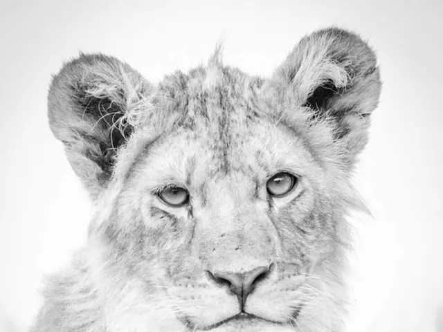 Ballad of the Tiger Paternal Figures