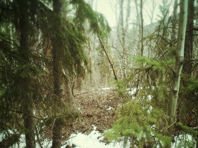 Forest School Training Level 2 to Level 3 Update (November 2025)