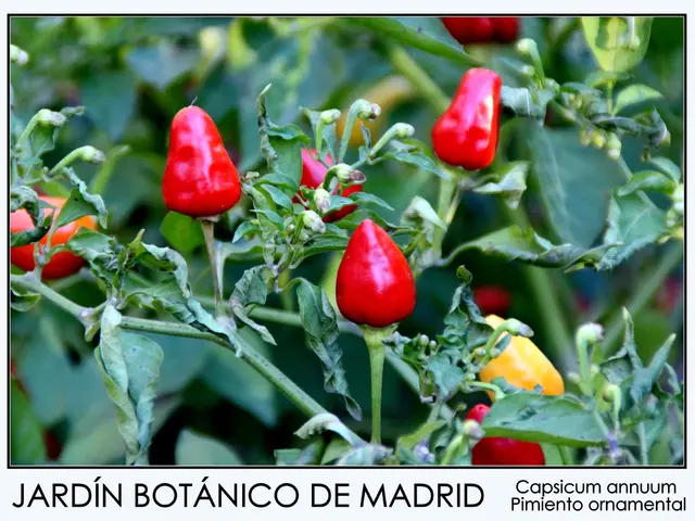 Improving Verbal Agility and Communication: Top Nootropics to Consider