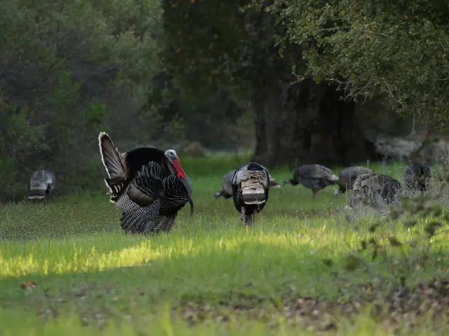 Turkey sets limits on university admissions to enhance quality in selected fields