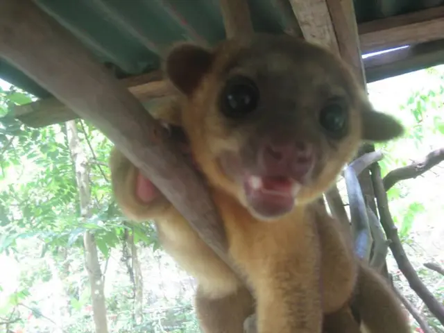 Nurturing Future Animal Champions: Camp Waggin' Tails Empowers Young Animal Advocates