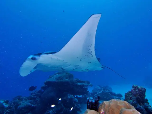 Estuaries observed through a Māori cultural perspective