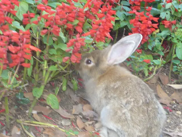 Uncovered List of Toxic Plants Harmful to Rabbits - Crucial for Rabbit Guardians to Keep in Mind