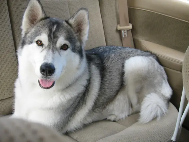 UPSSSC's PET Registration for 2025 is now live on upsssc.gov.in. Learn about eligibility criteria,...