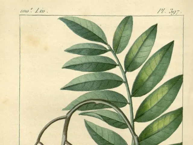 3D Printable Design for a Plant Cell Diorma