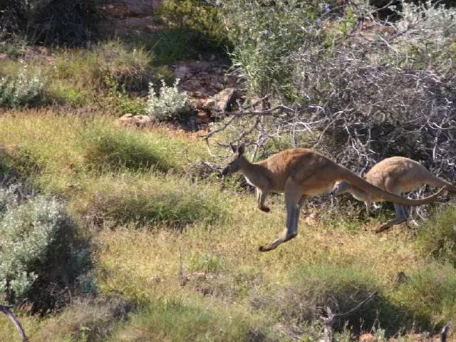 Urban Adaptation of Kangaroos: Navigating City Life Amidst Environmental Transformations