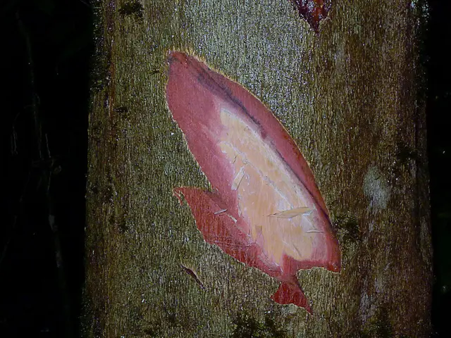 Advocacy for Universality in Science, Technology, Engineering, and Mathematics Learning