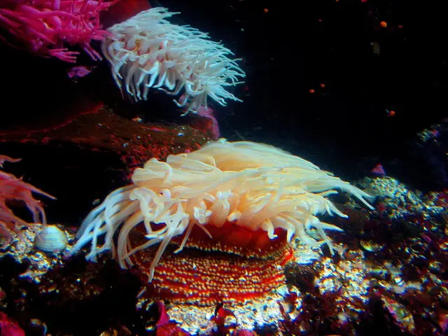 Protectors of the Seas: The Overseas Territories of France