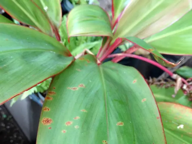 In this image we can see leaves. We can see land and a pot on the left side of the image.