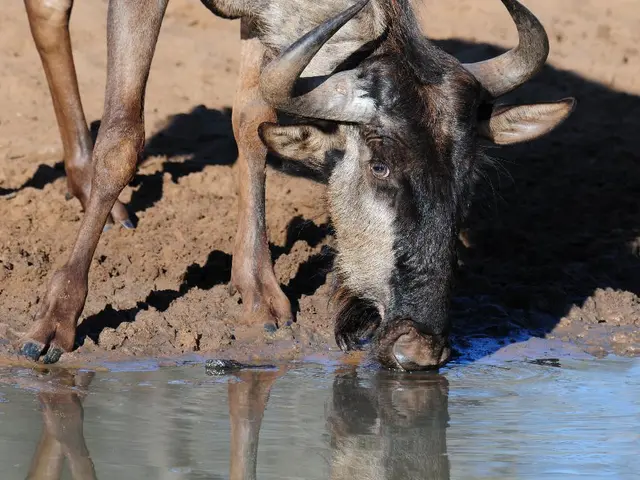 In this picture we can see a buffalo, and it is drinking water.